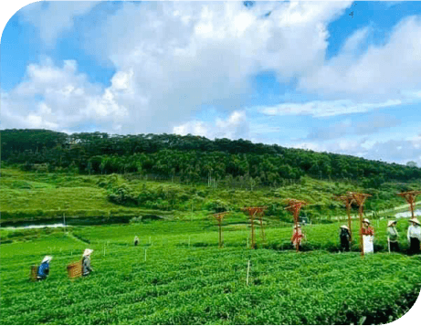 Làng Omm - KHU ĐỒI CHÈ